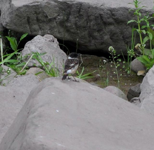 common stone chat female